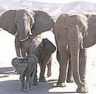Desert elephant herd on Torra Conservancy land / ©: WWF-Canon / Jan Vertefeuille Desert elephant herd on Torra Conservancy land / ©: WWF-Canon / Jan Vertefeuille