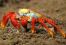 Sally lightfoot crab (Grapsus grapsus), Isabela Island, Galapagos Islands, Ecuador. / ©: WWF-Canon / Pablo CORRAL Sally lightfoot crab (<i>Grapsus grapsus</i>), Isabela Island, Galapagos Islands, ... / ©: WWF-Canon / Pablo CORRAL