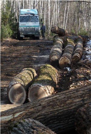 Illegal loggers in the
Tayorzny Wildlife Refuge practicing “high-grading”, when permits only exist for “intermediate logging” to
improve forest stands through thinning - © MICHAEL STUEWE / WWF