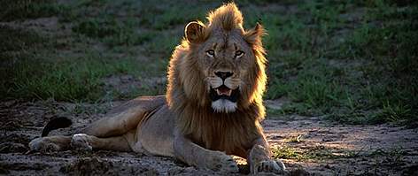 The male lions mane increases his apparent size, serves as an visual indication of gender from long ... / ©: KZN Wildlife slide library The male lions mane increases his apparent size, serves as an visual indication of gender from long ... rel=