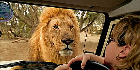 African lion (Panthera leo) looking through the a window of tourist's vehicle. South Africa. ... / ©: WWF-Canon / Martin HARVEY rel=