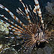 The lionfish’s stripes and intricate fins mesmerize any passersby in the waters of Indonesia during the filming of the IMAX® 3D film Under the Sea 3D. © 2008 Michele Hall used with permission by Warner Bros. Entertainment Inc.