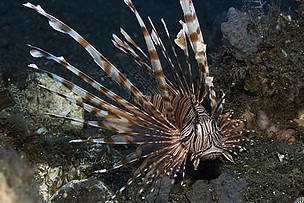 The lionfish’s stripes and intricate fins mesmerize any passersby in the waters of Indonesia during ... / ©: 2008 Michele Hall used with permission by Warner Bros. Entertainment Inc. / ©: 2008 Michele Hall used with permission by Warner Bros. Entertainment Inc.