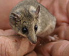 Little Long-tailed Dunnart (Sminthopsis dolichura).