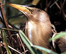 Poland's Biebrza marshes are one of Europe’s greatest and most valuable wetland areas, home to moose, beaver, wolves, and a plethora of bird species, including little bittern (<I>Ixobrychus minutus</I>).