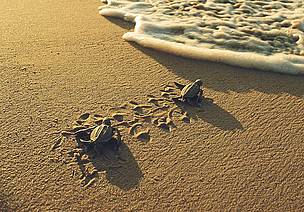 Two little leatherback turtles are heading to the sea. Rising sea levels will threaten their beach ... / ©: WWF-Canon / Roger LeGUEN Two little leatherback turtles are heading to the sea. Rising sea levels will threaten their beach ... / ©: WWF-Canon / Roger LeGUEN