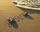 Two little leatherback turtles are heading to the sea. Rising sea levels will threaten their beach habitat