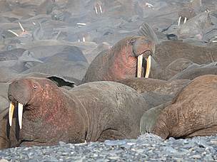 Walruses crammed together on the Chutotka coast in far-eastern Russia