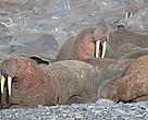 Walruses crammed together on the Chutotka coast in far-eastern Russia