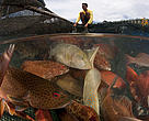 Live reef fish trade in Kudat. Split level of caged fish and caretaker. Kudat, Sabah, Malaysia. 30 June 2009

