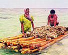 Transporting live rock on a <I>bilibili</I> (bamboo raft).