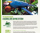 The amazing Amazon:
A global life - giving system