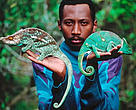While much wildlife trade is legal, one cannot ignore the growing illegal trade stemming from the demand for exotic pets. Parson's chamaeleon.