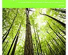 Illegal wood for the European market