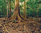 Brazil forest