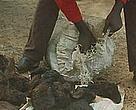 Smoked elephant meat seized from a Yokadouma police boss who was arrested for poaching.