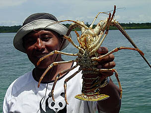 Well-managed spiny lobster fisheries provide long-term security for the marine environment and ... / ©: WWF / Cinthya Flores / ©: WWF / Cinthya Flores