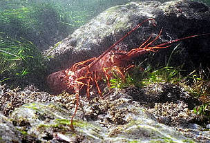 Sustainable traps are helping in the fight against the overfishing of spiny lobsters in the ... / ©: WWF-Canon / Gustavo Ybarra / ©: WWF-Canon / Gustavo Ybarra