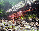 Sustainable traps are helping in the fight against the overfishing of spiny lobsters in the Mesoamerican reef.