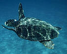 Loggerhead turtles (<I>Caretta caretta</I>) visit Ningaloo Reef during their annual migrations.