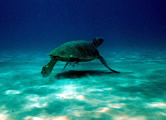  / &copy;: WWF-Canon / Michel Gunther