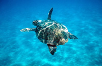 Loggerhead turtle swimming in the Mediterranean Sea. Zákinthos, Lagana Bay, Greece. / ©: WWF-Canon / Michel Gunther / ©: WWF-Canon / Michel Gunther