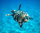 Loggerhead turtle swimming in the Mediterranean Sea. Zákinthos, Lagana Bay, Greece.