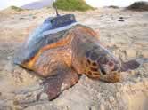 Loggerhead turtle (Caretta caretta) with a sender for satellite tracking, Boa Vista, Cape Verde. / ©: Marine Turtle Reasearch Group Loggerhead turtle (Caretta caretta) with a sender for satellite tracking, Boa Vista, Cape Verde. / ©: Marine Turtle Reasearch Group