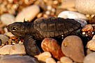  / &copy;: WWF-Canon / Michel GUNTHER