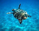 Loggerhead turtle (<i>Caretta caretta</i>) swimming in open sea. 