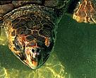 Loggerhead turtle (Caretta caretta)