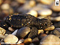  / &copy;: Michel Gunther / WWF-Canon