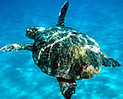 Some 200,000 endangered loggerhead turtles (Caretta caretta) drown annually on longlines set around ... / ©: WWF-Canon / Michel GUNTHER Some 200,000 endangered loggerhead turtles (<i>Caretta caretta</i>) drown annually on ... / ©: WWF-Canon / Michel GUNTHER