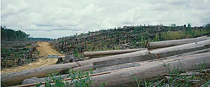 Felled forest burnt to plant first crop of oil palm on estate. Sabah (Borneo), Malaysia. / ©: WWF / Sylvia Jane YORATH Sabah (Borneo), Malaysia. Felled forest burnt to plant first crop of Palm oil on estate. Sabah, ... / ©: WWF / Sylvia Jane YORATH