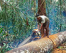 Illegal logging, Riau Province, Sumatra, Indonesia