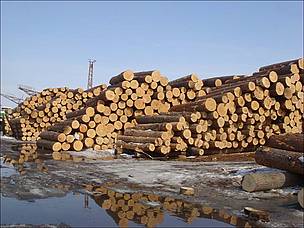 Loggers in Russia’s Far East increasingly are cutting down Korean cedar pine, raising concerns that ... / ©: WWF-Russia / ©: WWF-Russia