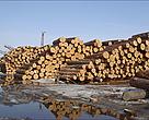 Loggers in Russia’s Far East increasingly are cutting down Korean cedar pine, raising concerns that the endangered Amur tiger could lose critical habitat and its prey could lose a major food source. 