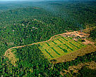 Logging mill near Apiacás, Mato Grosso state, Juruena National Park, Brazil.