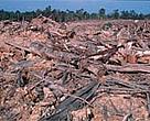 Illegal logging in Sumatra, Indonesia.<BR>