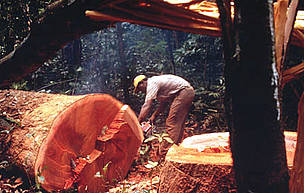 GWZ (International Dutch Co.) cuts the best hardwood trees, here a Lindani Tree, Cameroon. / &copy;: WWF-Canon / N.C. TURNER