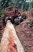 Logging in Papua, Indonesia. / ©: WWF-Canon / Ian CRAVEN / ©: WWF-Canon / Ian CRAVEN