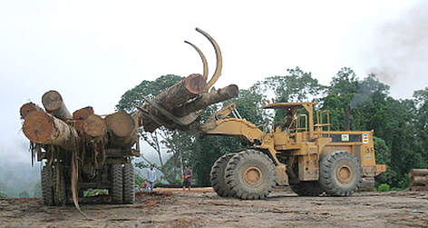 Caterpillar loading logs on a truck. Heavy logging activities in Sabah, North Borneo, Malaysia - ... / ©: WWF-Canon / A. Christy WILLIAMS Caterpillar loading logs on a truck. Heavy logging activities in Sabah, North Borneo, Malaysia - ... / ©: WWF-Canon / A. Christy WILLIAMS