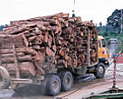 Illegal logging for paper industry and forest clearing for Palm oil plantation, TESSO NILO Plantation Riau, Sumatra, Indonesia.