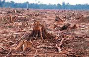  / &copy;: WWF-Canon / Alain Compost