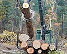 Example of a legal logging operation in Siberia, Russia.