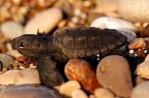 As many as 200,000 loggerhead turtles are caught annually by commercial long-line tuna, swordfish, ... / ©: WWF-Canon / Michel Gunther / ©: WWF-Canon / Michel Gunther