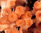 Scotland has its own unique cold water corals.