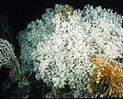Beyond general disapointment, there was some good news for cold-water corals at this week's OSPAR-HELCOM Conference.