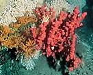 Deep-water coral <I>Lophelia pertusa</I>.<BR>