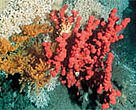 Deep-water coral <I>Lophelia pertusa</I> and sea fan <I>Paragorgia arborea</I>.